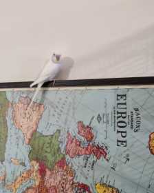 Lost Budgerigar