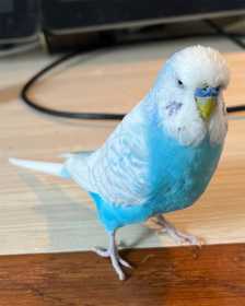 Lost Budgerigar