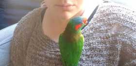 Lost Lory / Lorikeet