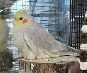 Lost Cockatiel