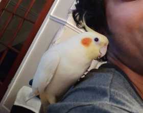 Lost Cockatiel