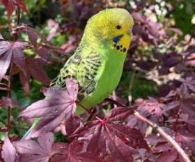 Lost Budgerigar