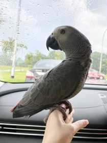 Lost African Grey