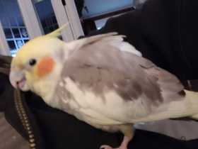 Lost Cockatiel