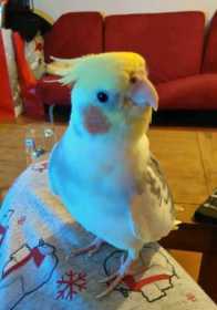 Lost Cockatiel