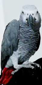 Lost African Grey