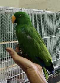 Lost Eclectus