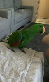 Lost Eclectus