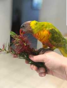 Lost Lory / Lorikeet