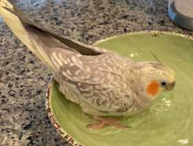 Lost Cockatiel