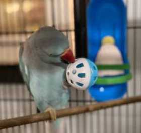 Lost Indian Ringneck Parakeet