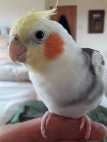 Lost Cockatiel