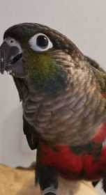 Lost Parakeet