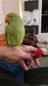 Lost Indian Ringneck Parakeet