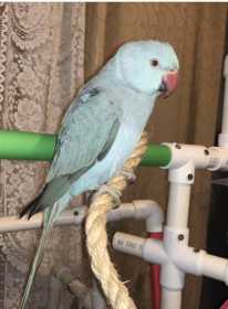 Lost Indian Ringneck Parakeet