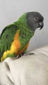 Lost Senegal