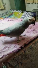 Lost African Grey