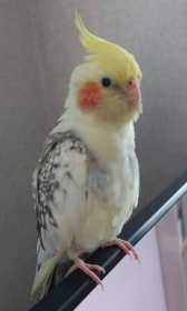 Lost Cockatiel