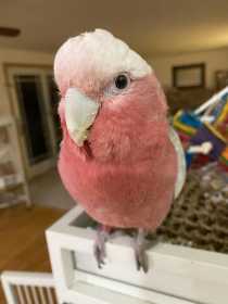 Lost Galah Cockatoo