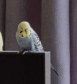 Lost Budgerigar