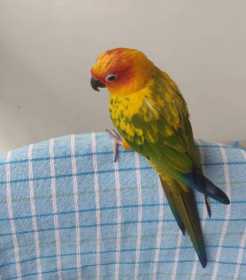 Lost Conure