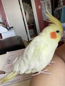 Lost Cockatiel