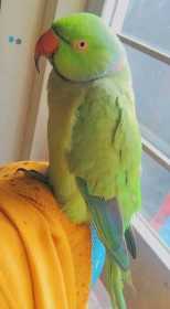 Lost Indian Ringneck Parakeet