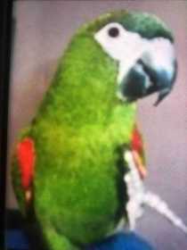 Lost Macaw