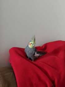 Lost Cockatiel