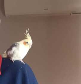 Lost Cockatiel