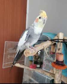 Lost Cockatiel