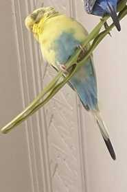 Lost Budgerigar