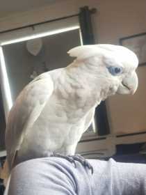 Lost Cockatoo