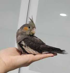 Lost Cockatiel