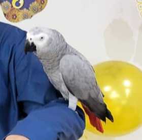 Lost African Grey