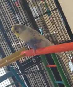 Lost Budgerigar