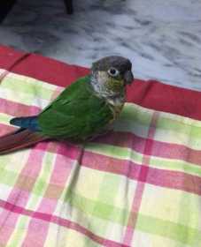 Lost Conure