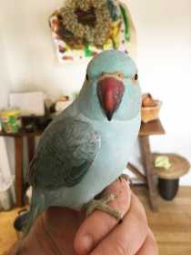 Lost Indian Ringneck Parakeet