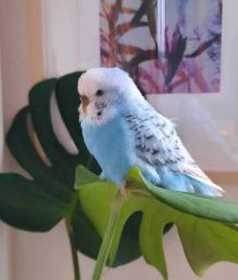 Lost Budgerigar