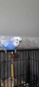 Lost Budgerigar