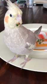 Lost Cockatiel
