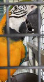 Lost Macaw