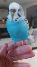 Lost Parakeet