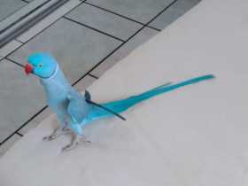 Lost Indian Ringneck Parakeet