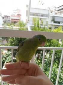 Lost Parrotlet