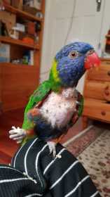 Lost Lory / Lorikeet