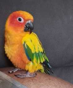 Lost Conure