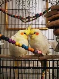 Lost Cockatiel