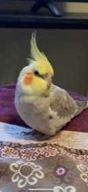 Lost Cockatiel