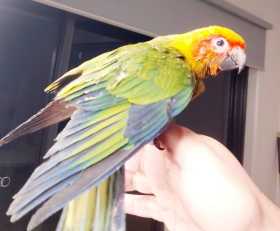 Lost Conure